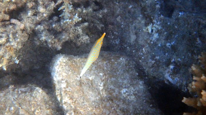 Oxymonacanthus longirostris