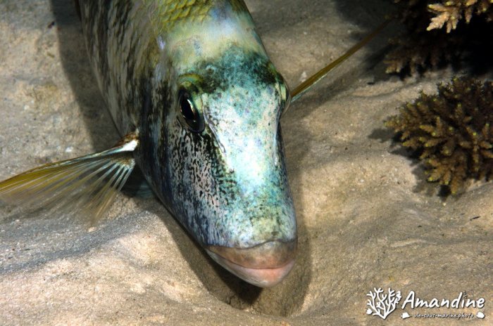 Poissons osseux