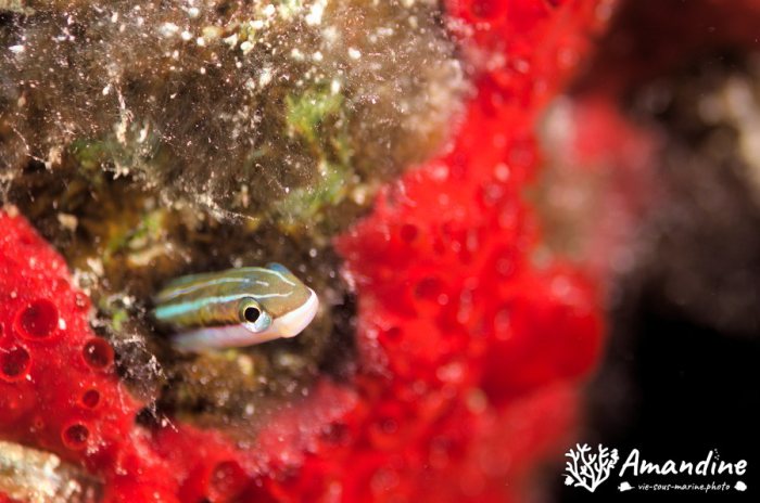 Poissons osseux