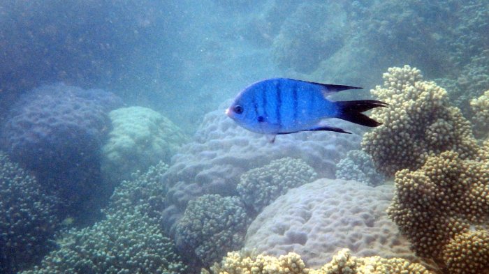 Abudefduf whitleyi