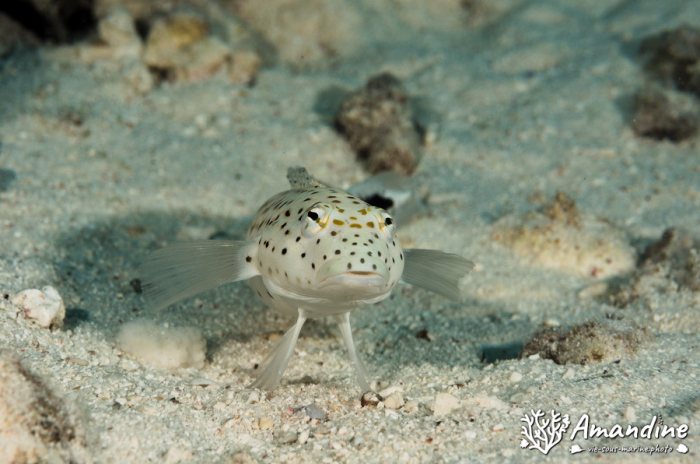 Parapercis