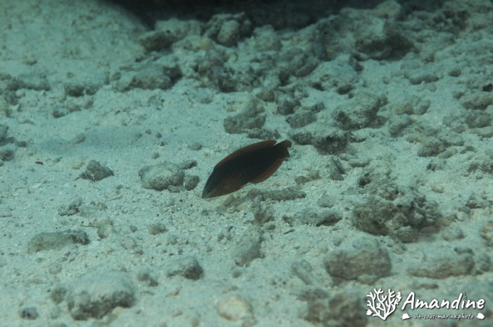 Poissons osseux