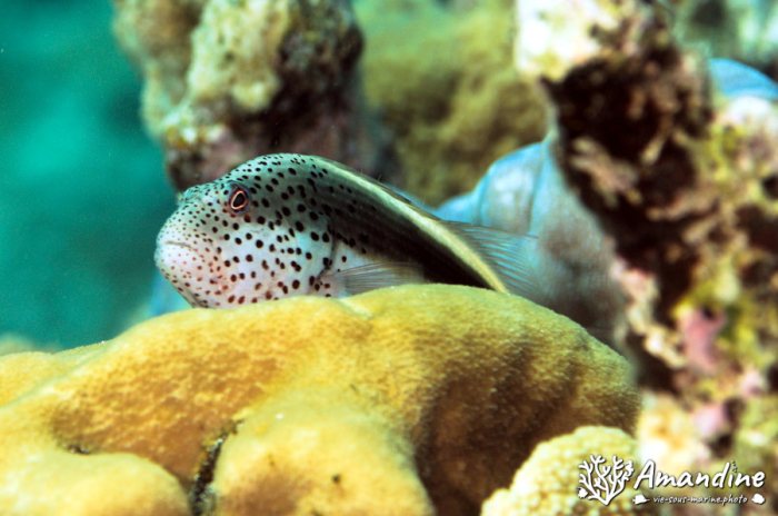 Paracirrhites forsteri