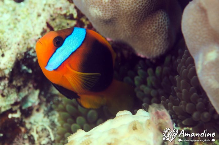 Amphiprion melanopus