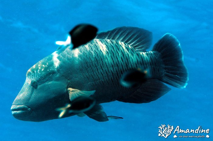 Poissons osseux