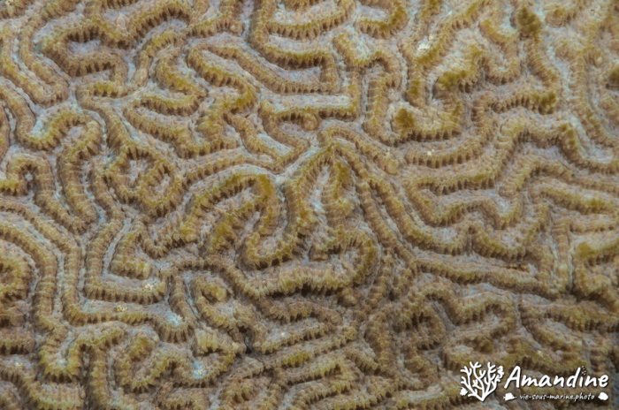 Corail dur