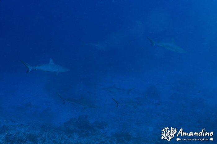 Carcharhinus amblyrhynchos