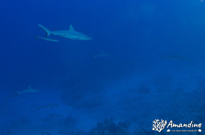 Carcharhinus amblyrhynchos