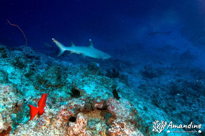 Carcharhinus albimarginatus