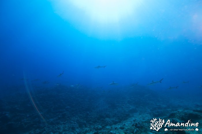 Carcharhinus amblyrhynchos