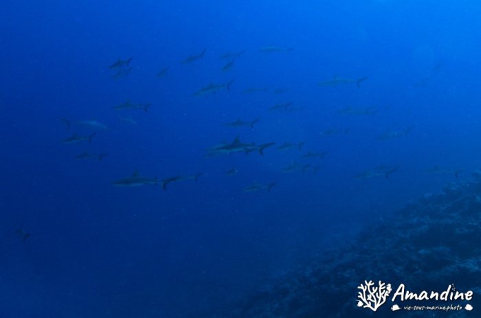 Carcharhinus amblyrhynchos