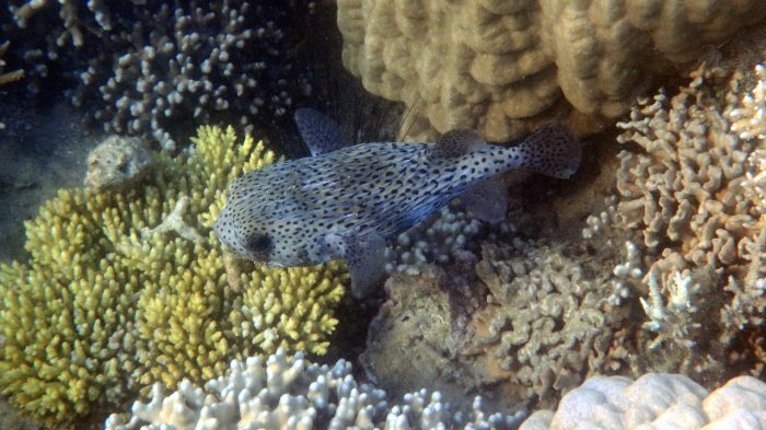Diodon hystrix