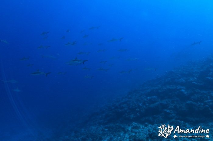 Carcharhinus amblyrhynchos