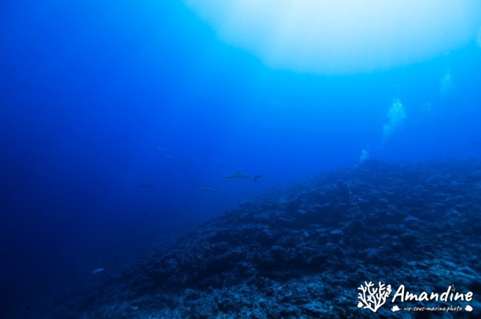 Carcharhinus amblyrhynchos
