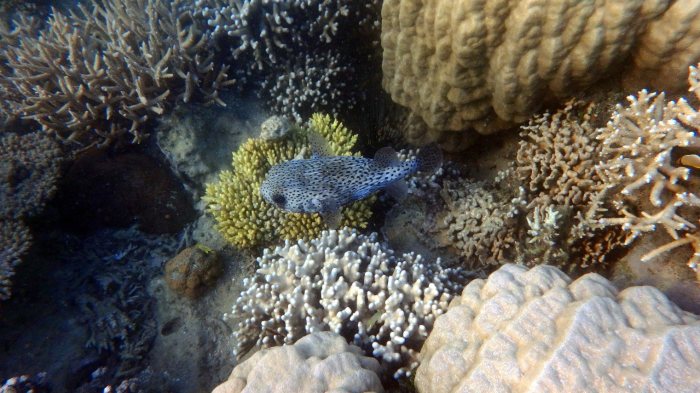 Diodon hystrix