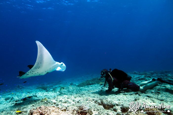 Mobula alfredi