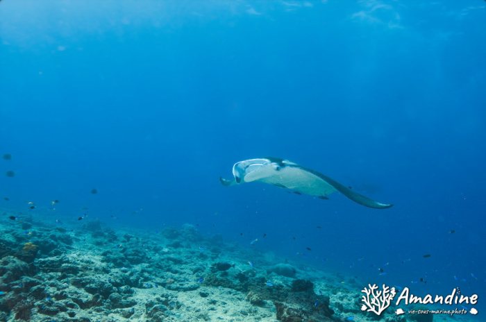 Mobula alfredi