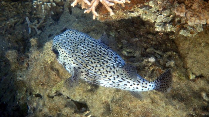 Diodon hystrix