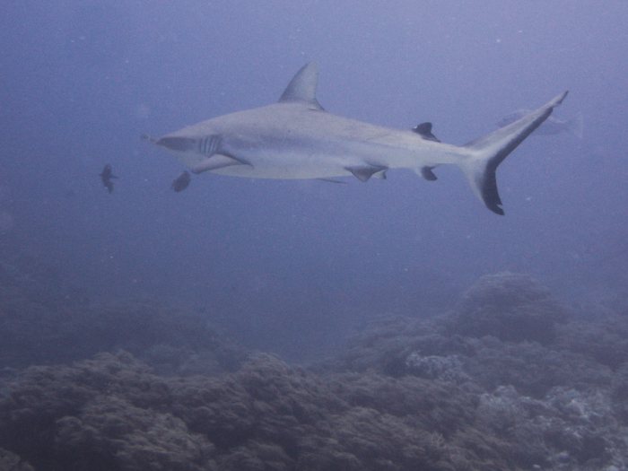 Carcharhinus amblyrhynchos