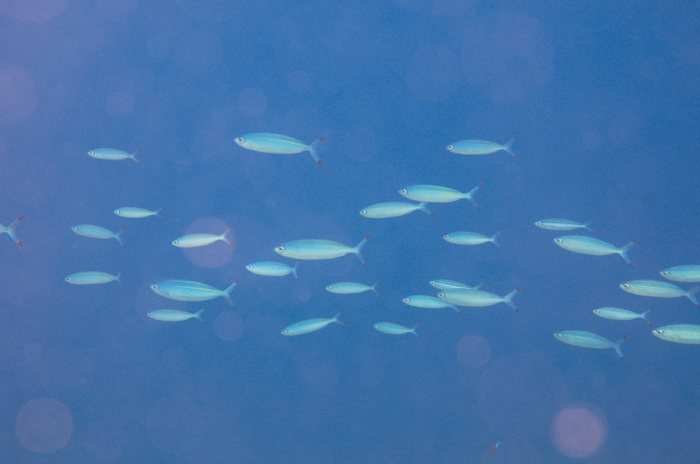 Poissons osseux