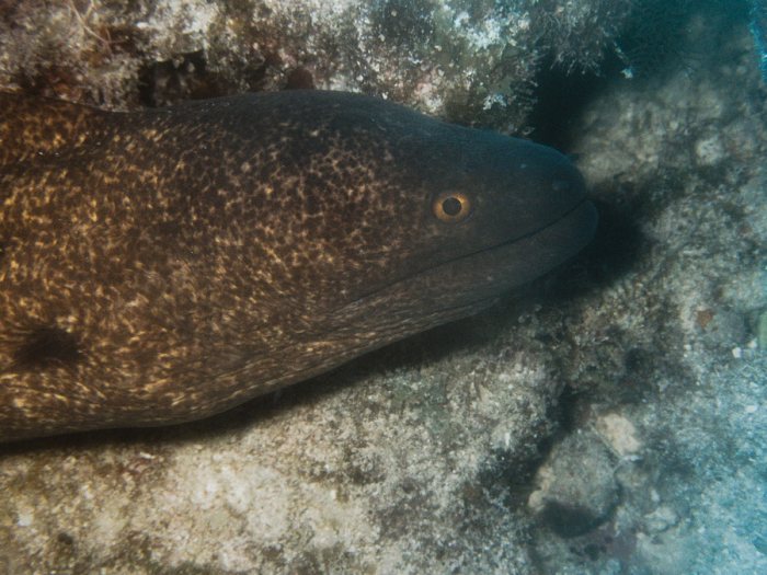 Gymnothorax flavimarginatus