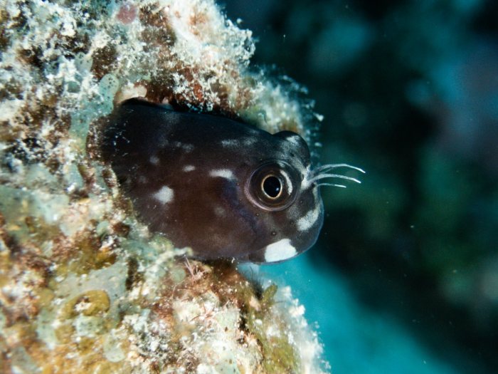 Poissons osseux