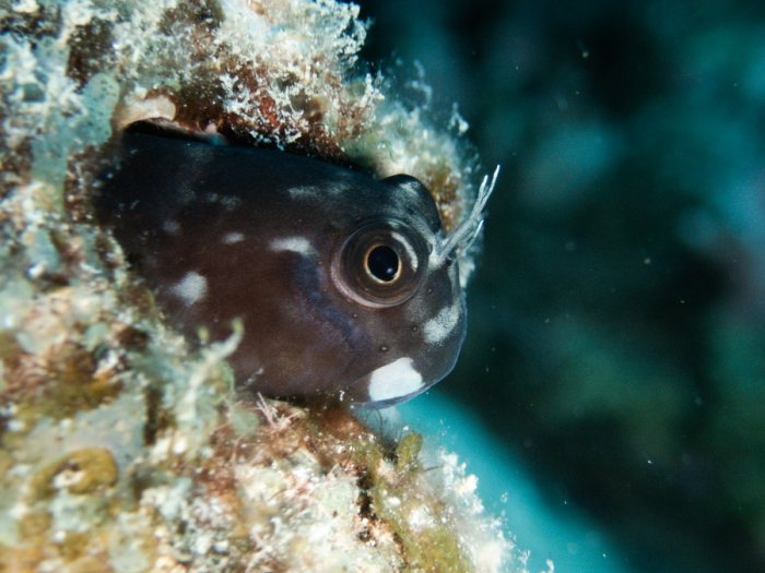 Poissons osseux