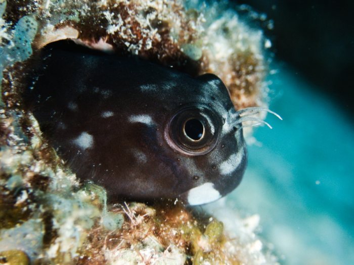 Poissons osseux