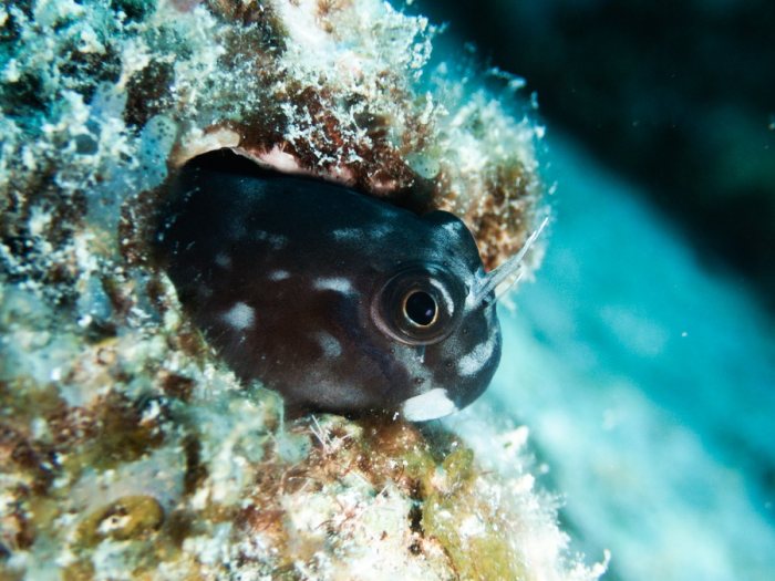 Poissons osseux