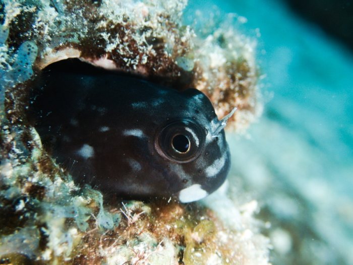 Poissons osseux