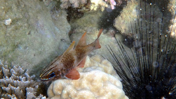 Ostorhinchus norfolcensis