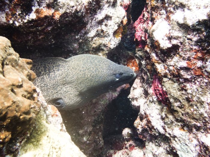 Gymnothorax flavimarginatus
