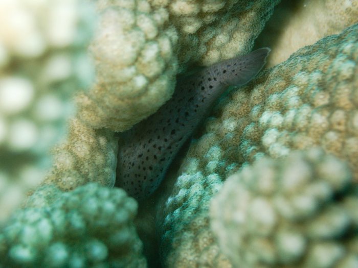 Poissons osseux