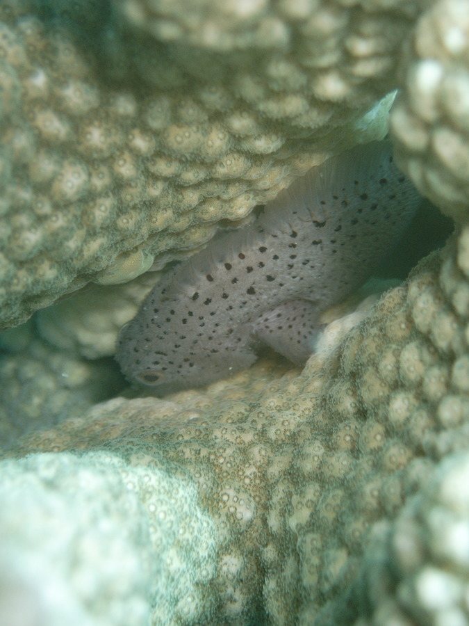 Poissons osseux