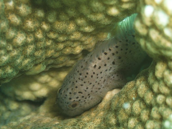 Poissons osseux