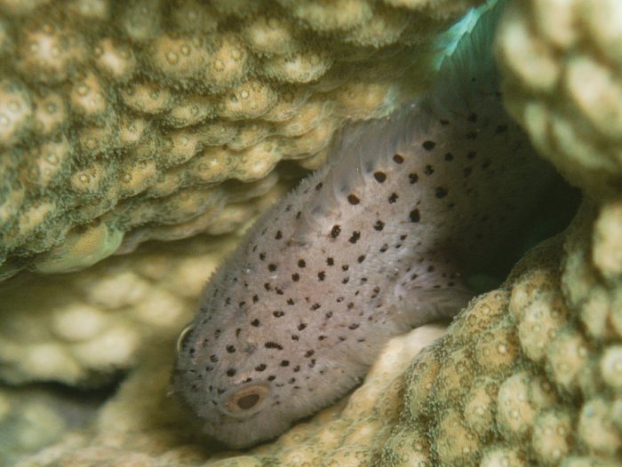 Poissons osseux