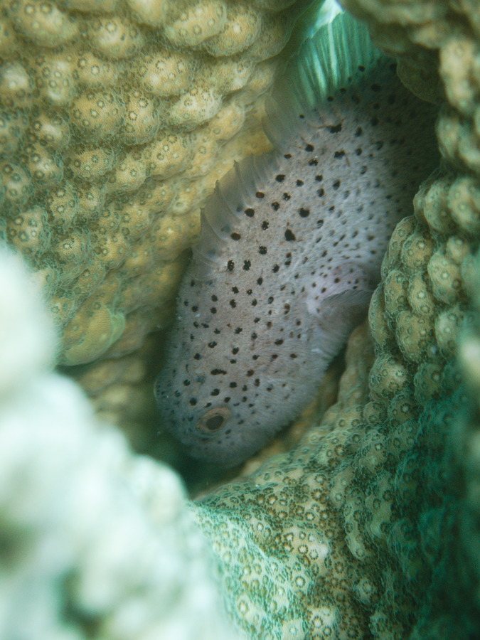 Poissons osseux