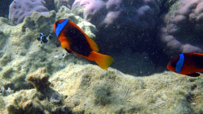 Amphiprion melanopus