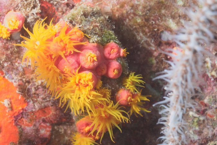 Corail dur