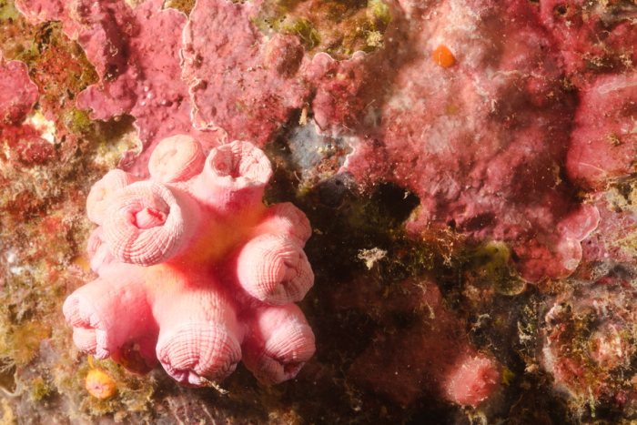 Corail dur