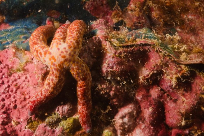 Étoile de mer