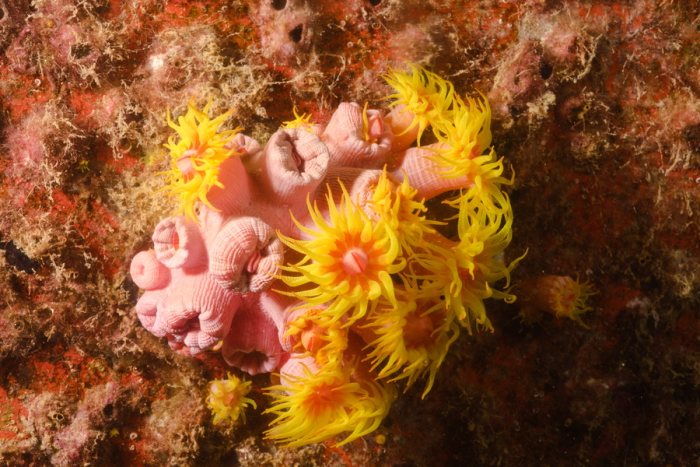 Corail dur