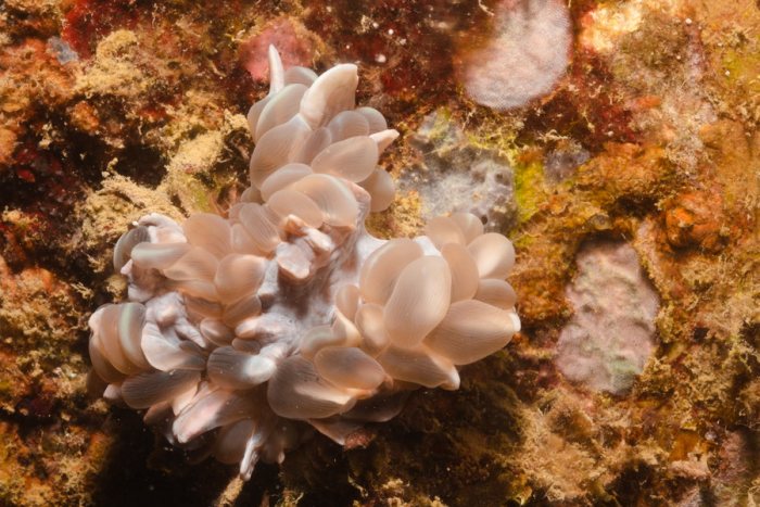 Corail dur