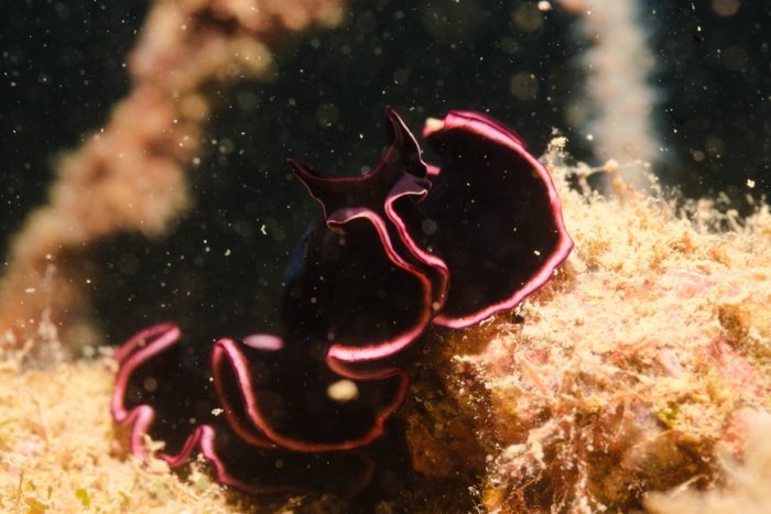 Pseudobiceros gloriosus