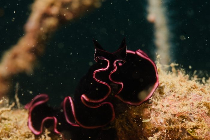 Pseudobiceros gloriosus