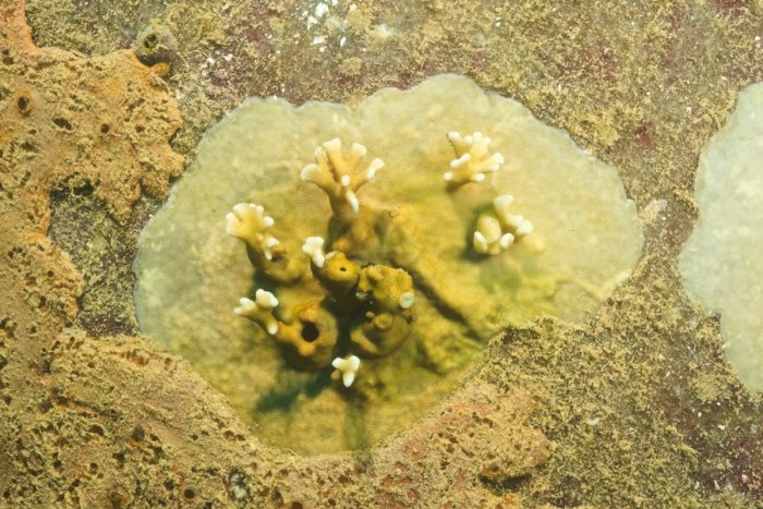 Corail dur