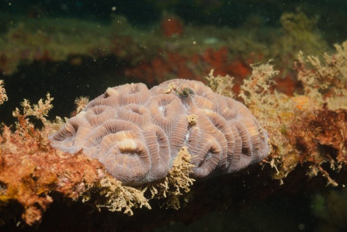 Corail dur