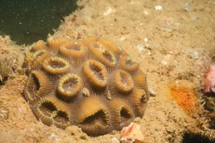 Corail dur
