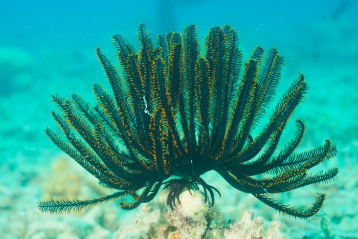 Crinoïde