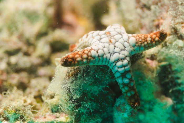 Étoile de mer